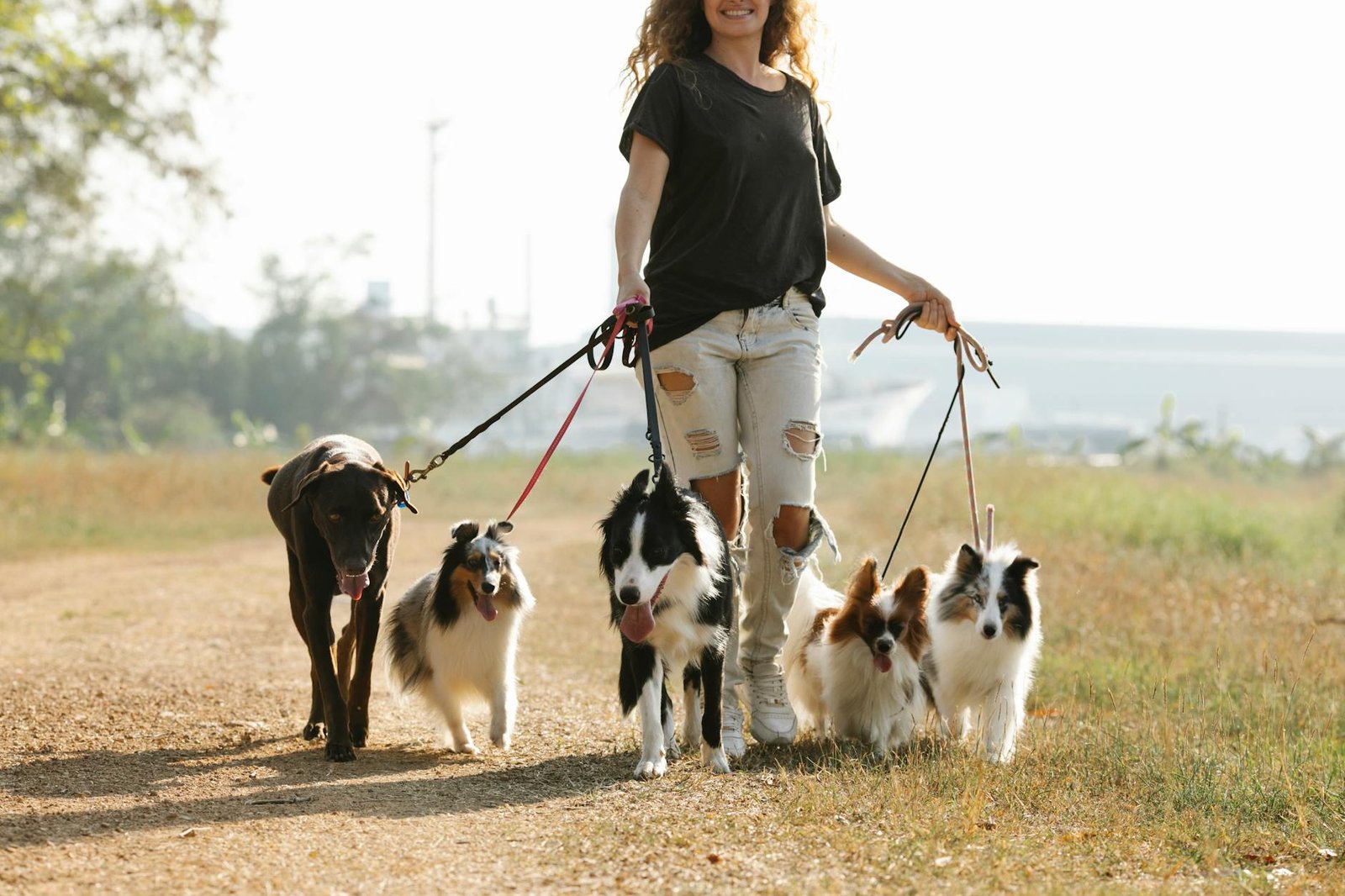 https://www.pexels.com/photo/cheerful-faceless-woman-walking-dogs-on-rural-road-7210716/